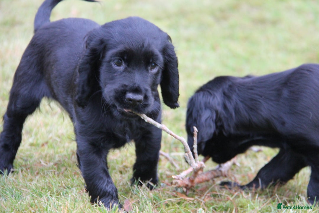 Cocker Spaniel dogs for sale: Gorgeous KC Reg Cocker Spaniels for Forever Homes - Advert 33