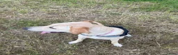 Mixed Breed dogs for sale: Meet Mabel 🐾 - Advert 9