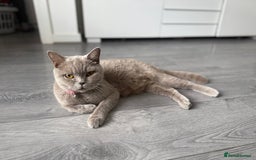 British Shorthair cats for sale: British shorthair kittens  - Image 19