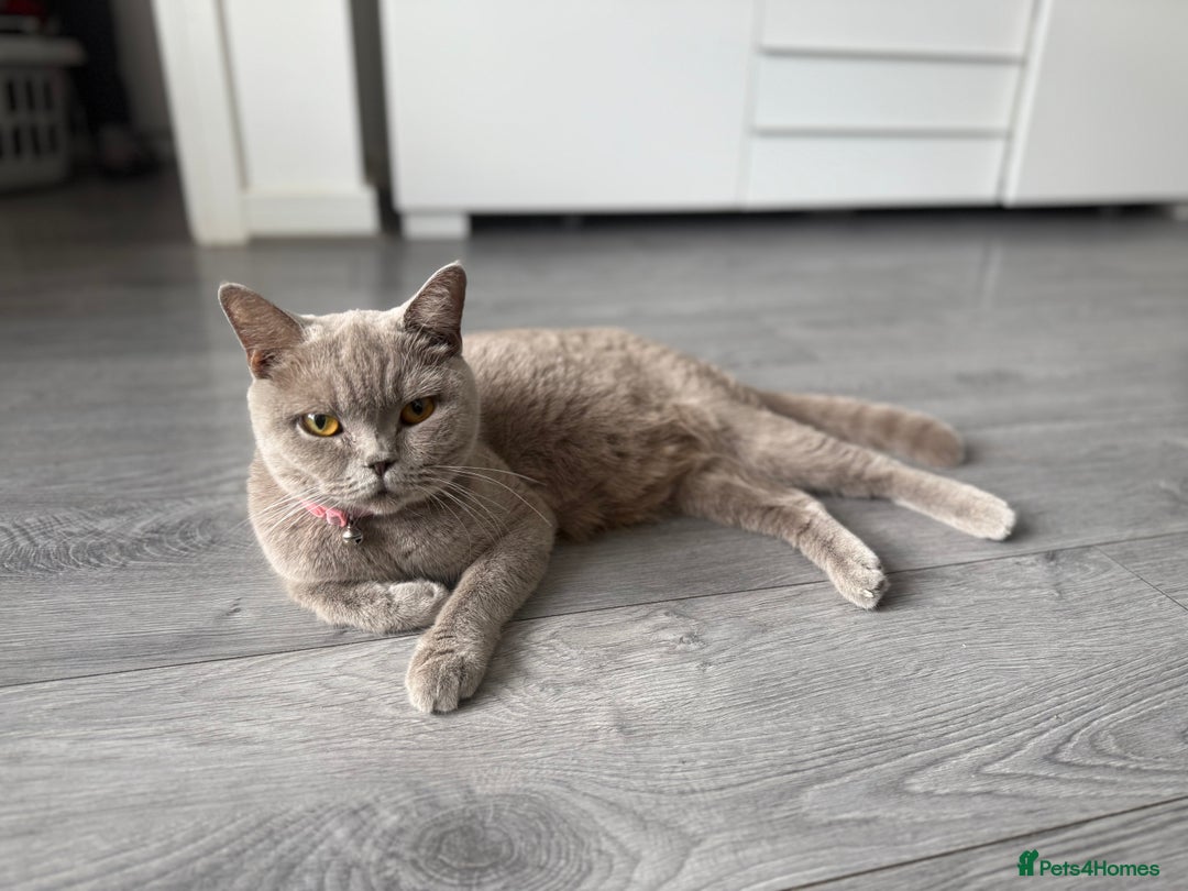 British Shorthair cats for sale: British shorthair kittens  - Image 19