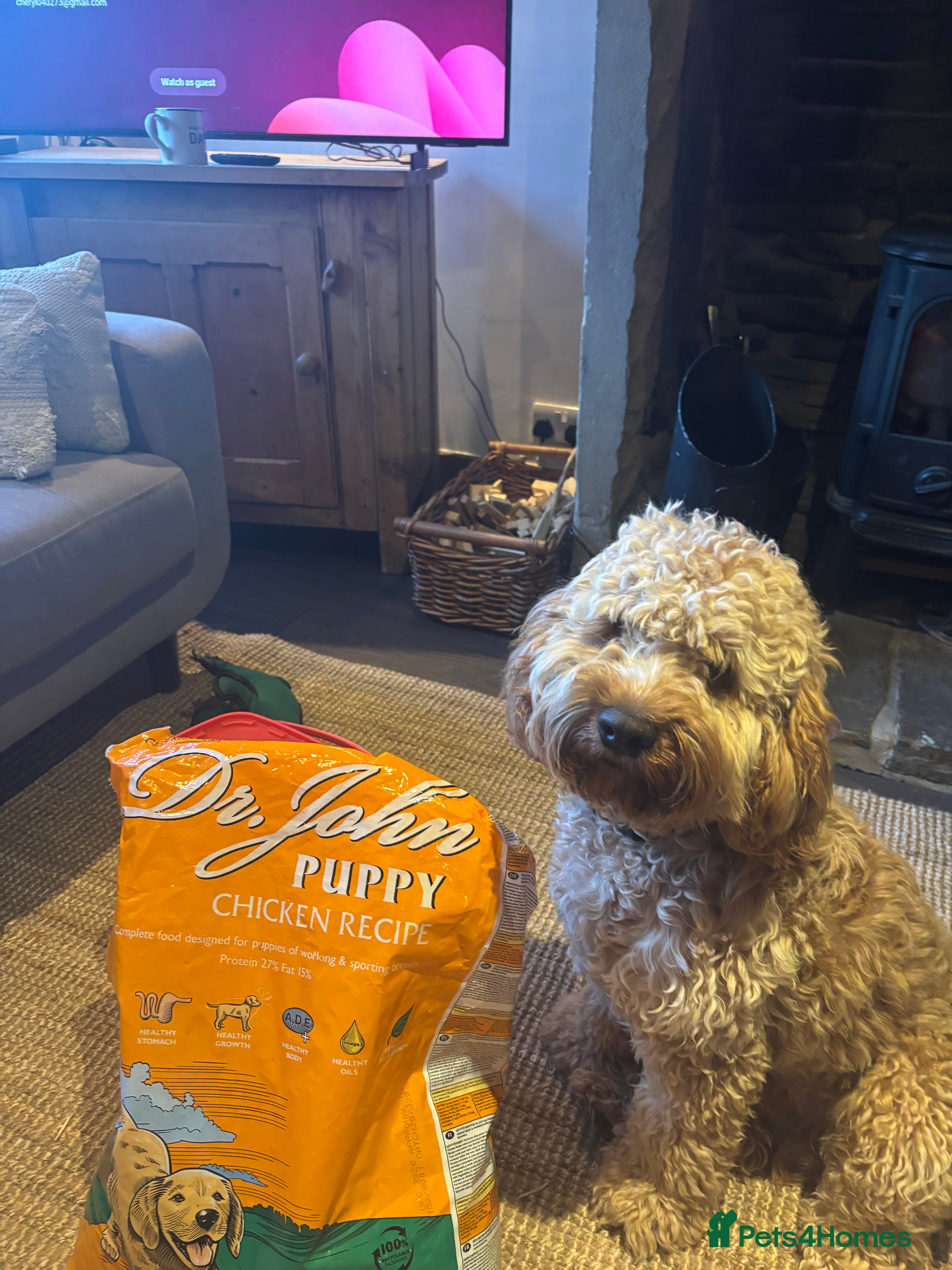 Cockapoo dogs George, our adorable Cockapoo F1 - Advert 5