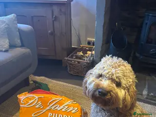 Cockapoo dogs George, our adorable Cockapoo F1 - Advert 5