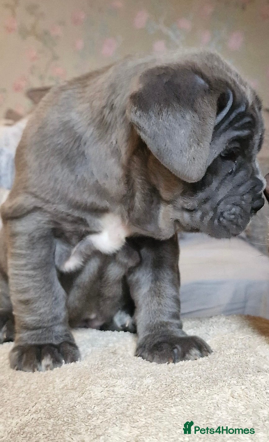 Neapolitan Mastiff dogs for stud: Neapolitan Mastiff Stud  - Advert 8