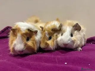 Guinea Pig rodents Male guinea pigs looking for new homes - Advert 6
