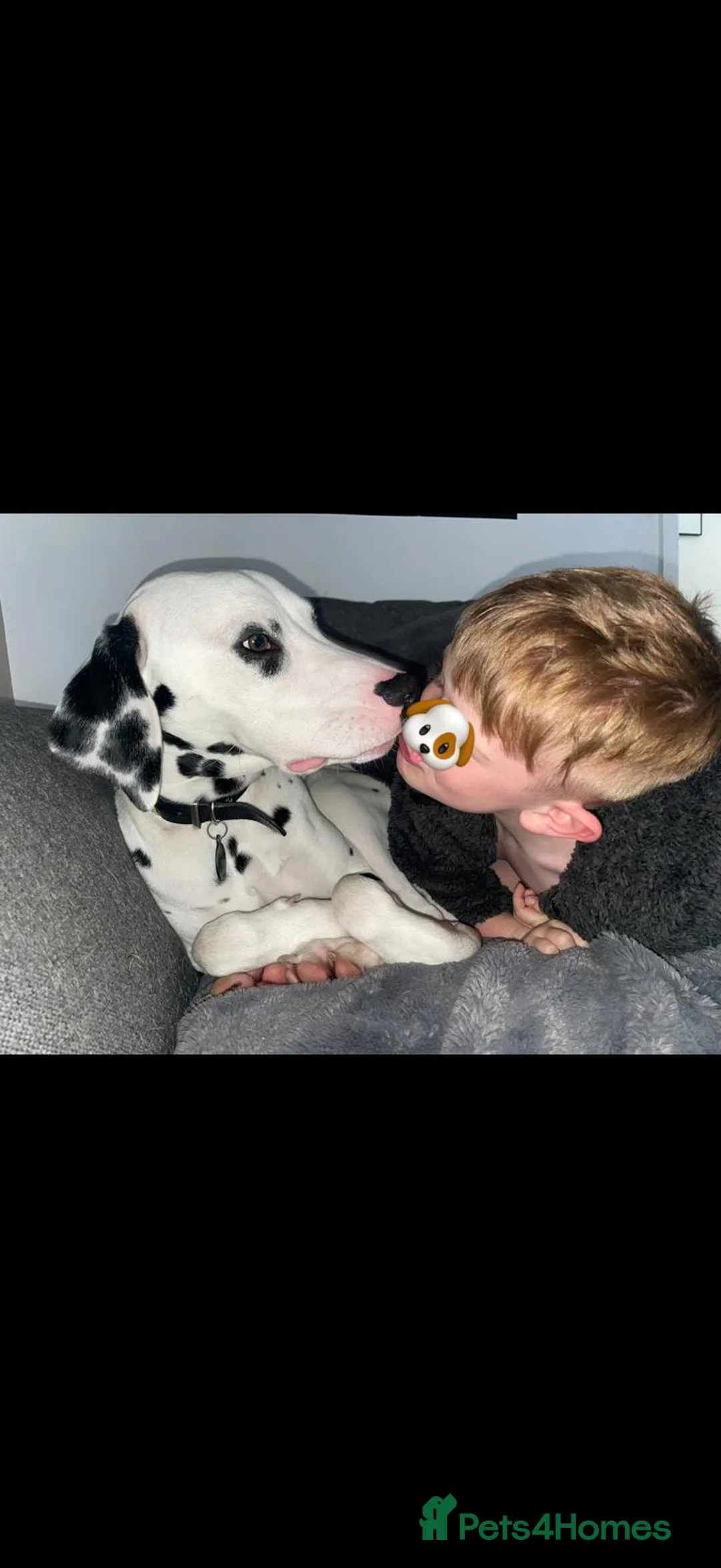 Dalmatian dogs for sale: Male Dalmatian  - Advert 5