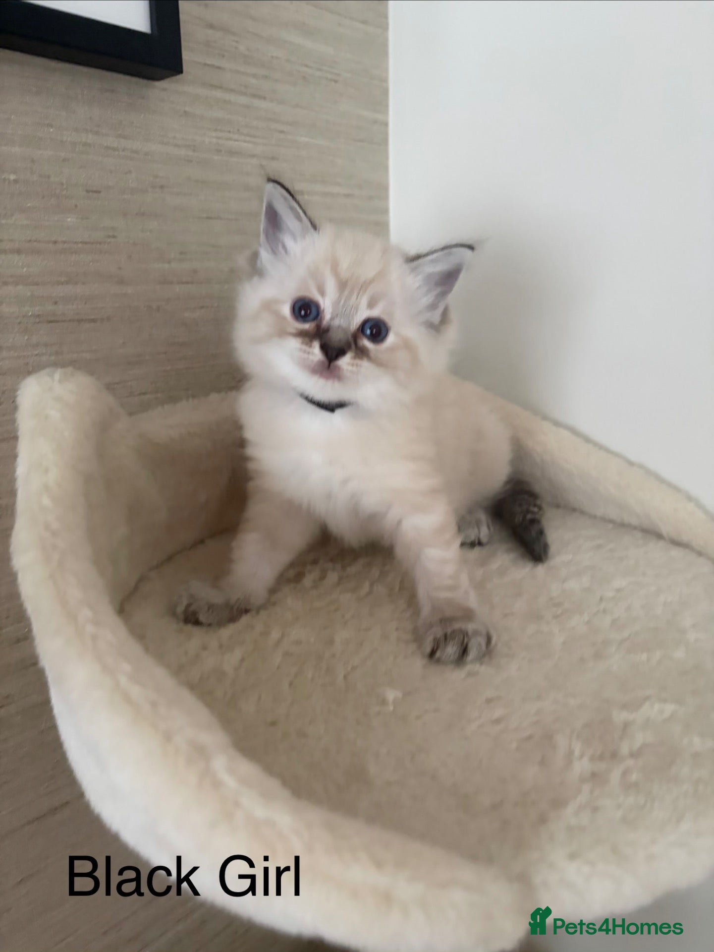 Ragdoll cats Stunning litter of Ragdoll kittens - Advert 2