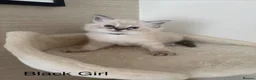 Ragdoll cats for sale: Stunning litter of Ragdoll kittens - Advert 2