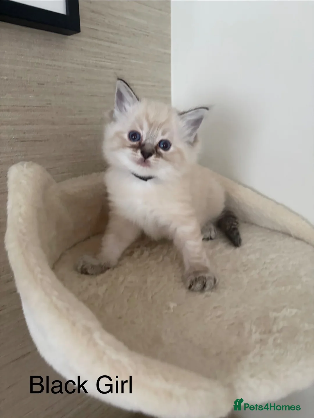 Ragdoll cats for sale: Stunning litter of Ragdoll kittens - Advert 2