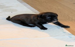 Mixed Breed dogs for sale: Beautiful Labrador x Staffys - Image 15