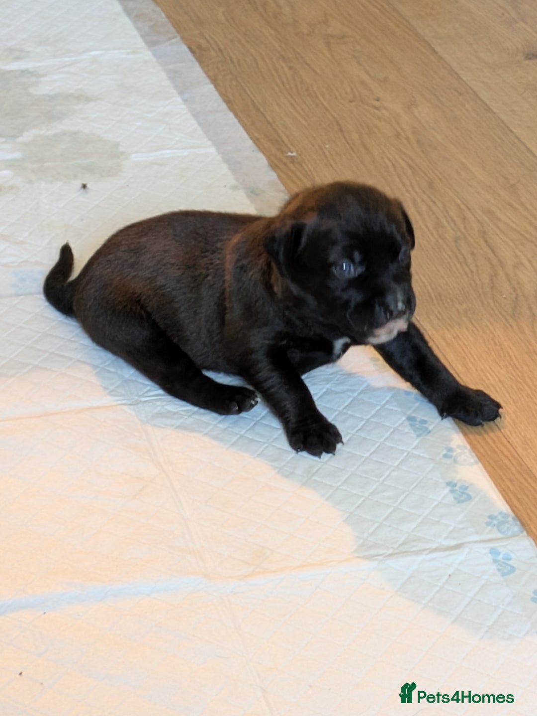 Mixed Breed dogs for sale: Beautiful Labrador x Staffys - Image 15