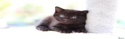 Domestic Shorthair cats for sale: Beautiful Kittens - Advert 4