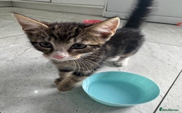 British Shorthair cats for sale: Stripped British shorthair kittens - Image 5