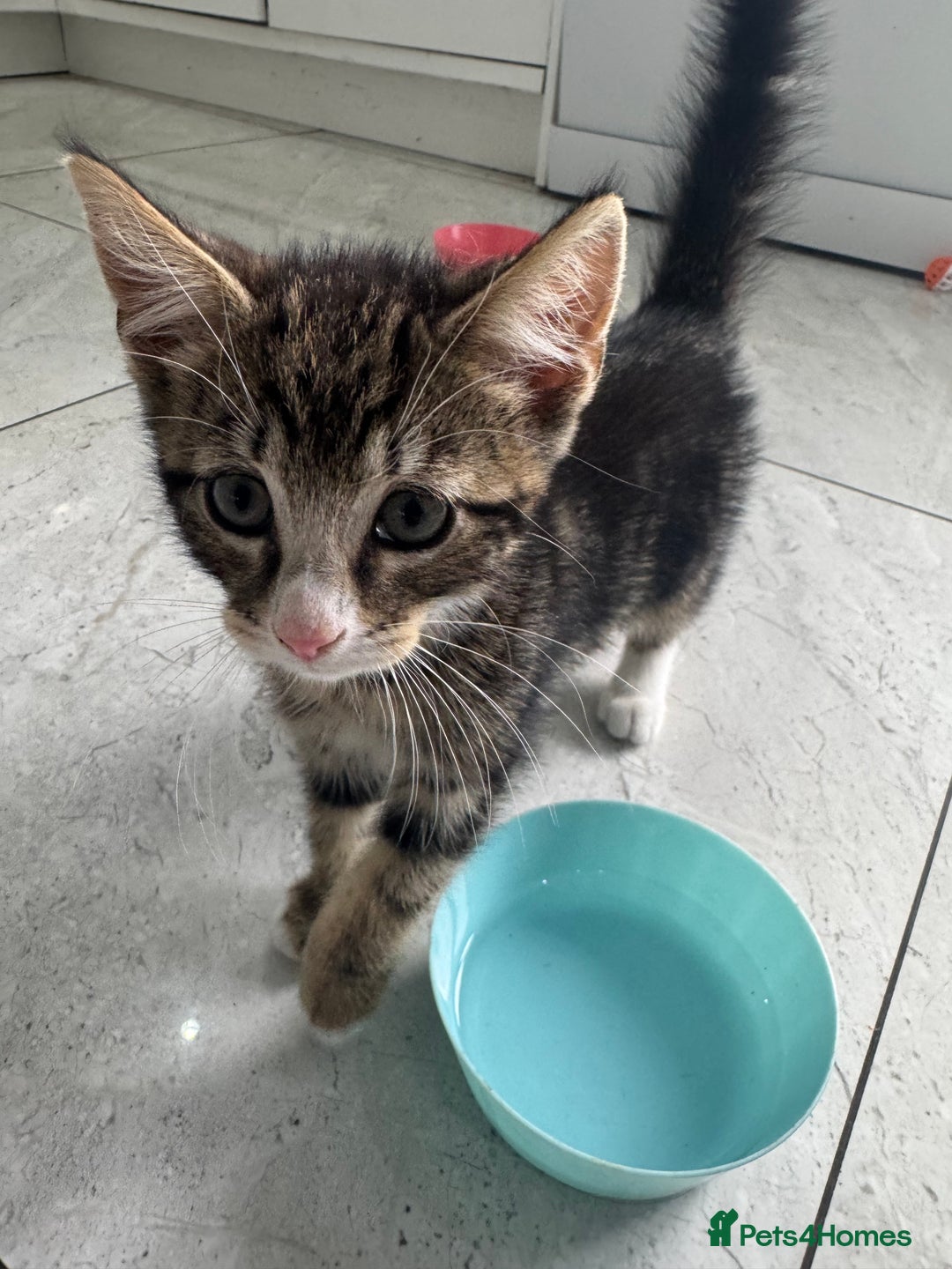 British Shorthair cats for sale: Stripped British shorthair kittens - Image 5
