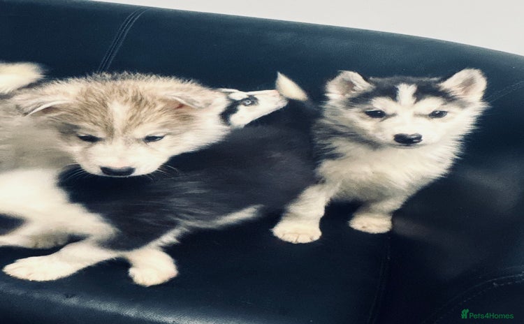 Siberian Husky dogs Siberian husky - Advert 1