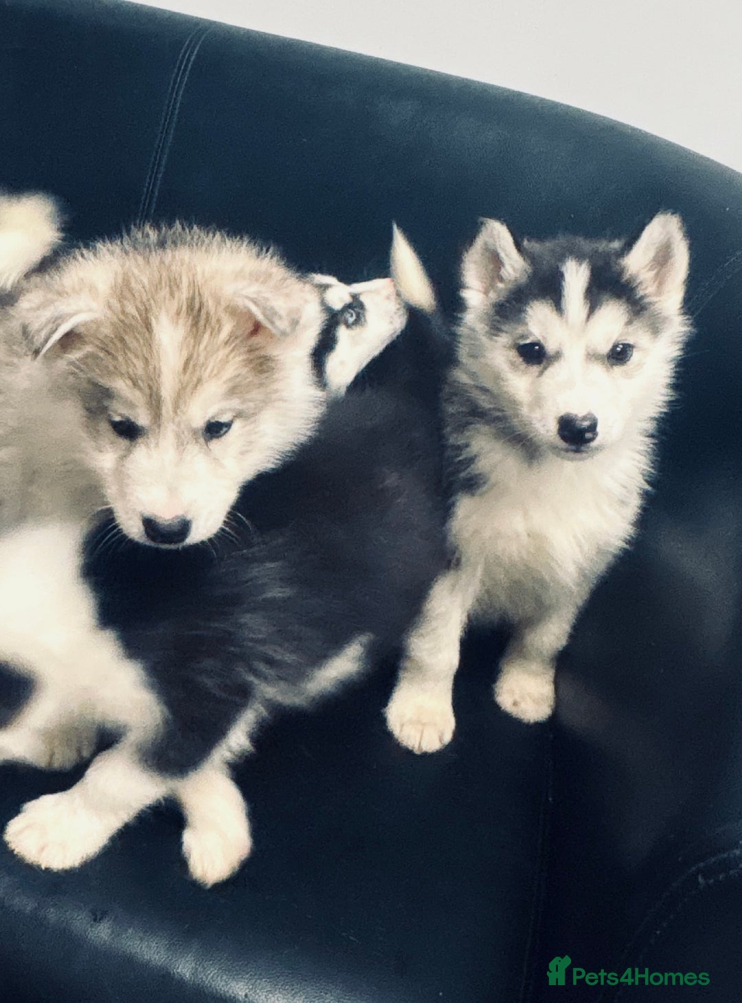 Siberian Husky dogs for sale: Siberian husky - Advert 1