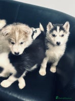 Siberian Husky dogs Siberian husky - Advert 11