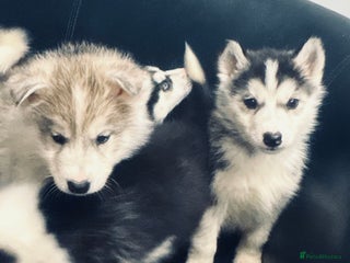 Siberian Husky dogs for sale: Siberian husky - Advert 1