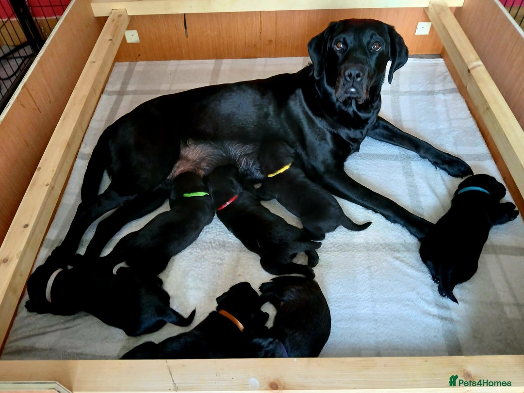 Labrador Retriever dogs for sale: KC Black Labrador Puppies - Image 2