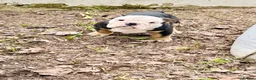 English Bulldog dogs for sale: KC Registered English Bulldog Puppies  - Advert 20