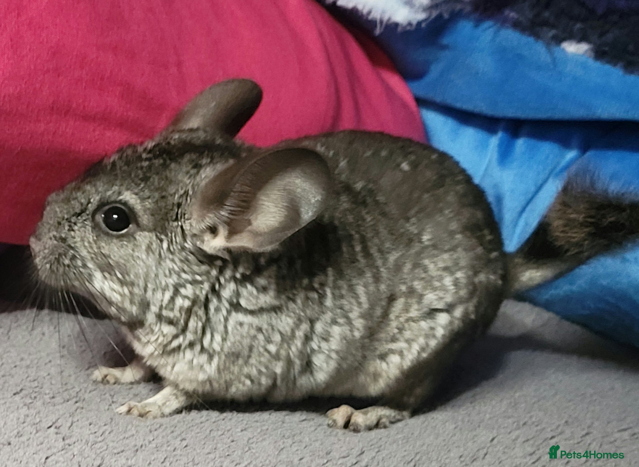 Chinchilla rodents Baby female chinchillas for sale  - Advert 5