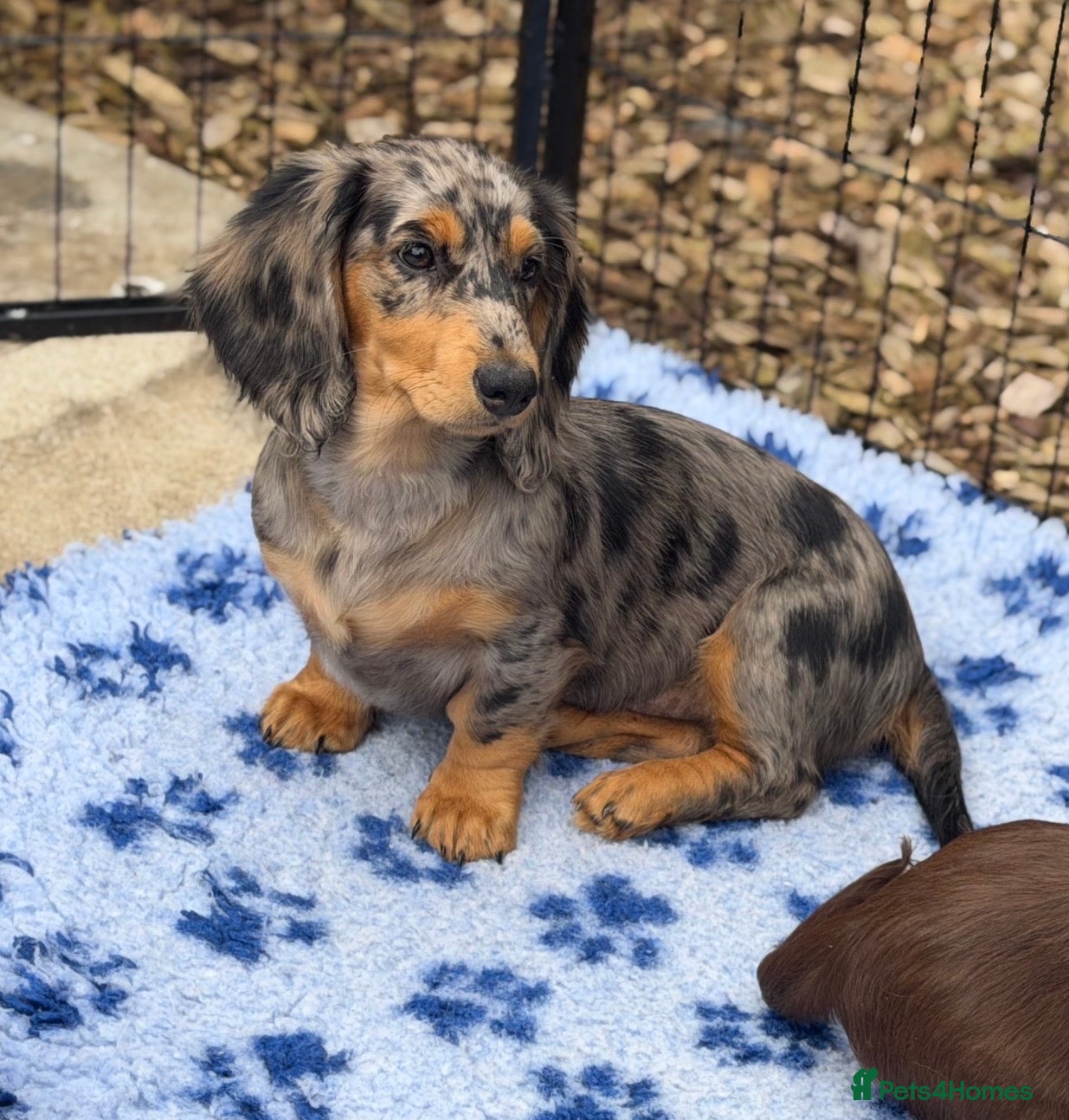 Dachshund dogs 1 KC Standard Long Haired Dachshund Puppies - Advert 2