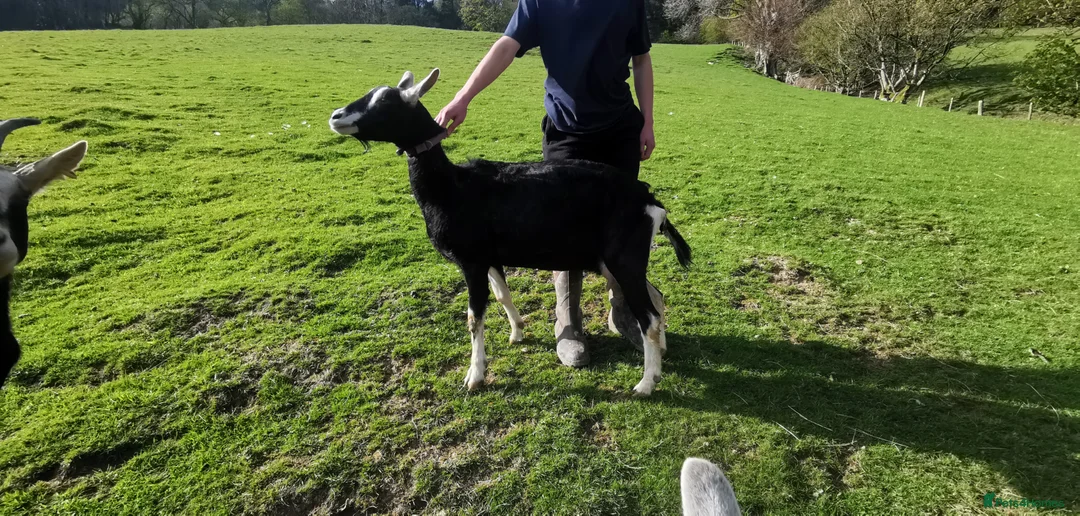 Goats livestock for sale: 5 goats  pedegri British alpine goats milk in Oswestry - Advert 12