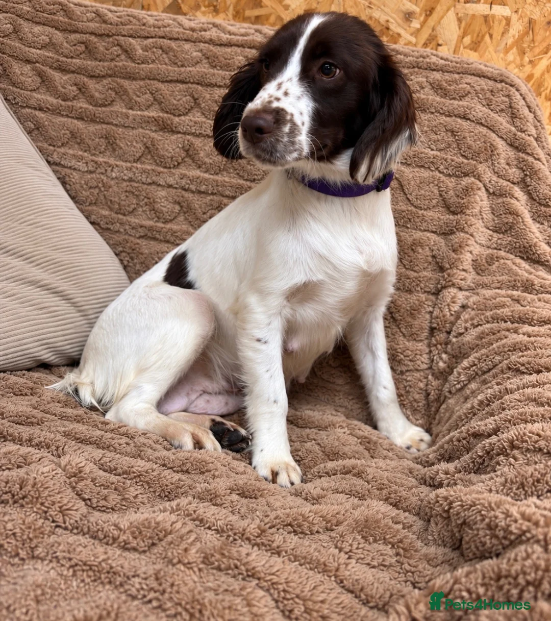 Cocker Spaniel dogs for sale: 🌈🌈Wilma’s 5 Baby’s Ready To Leave 🌈🌈 - Advert 1