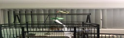 Parrots birds for sale: Tame Young Female Alexandrine - Advert 7