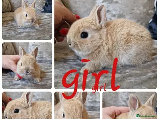 Netherland Dwarf rabbits Netherland dwarf babies - Advert 1