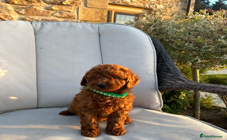 Miniature Poodle dogs - Advert 4