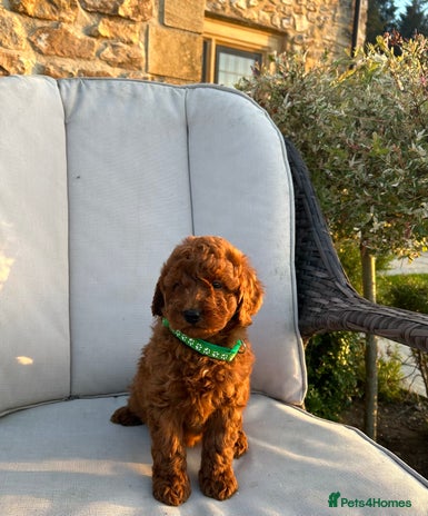 Miniature Poodle dogs - Advert 7