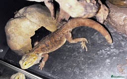 Gecko reptiles for sale: Lizards for sale - lots to choose from  in Nottingham - Image 22