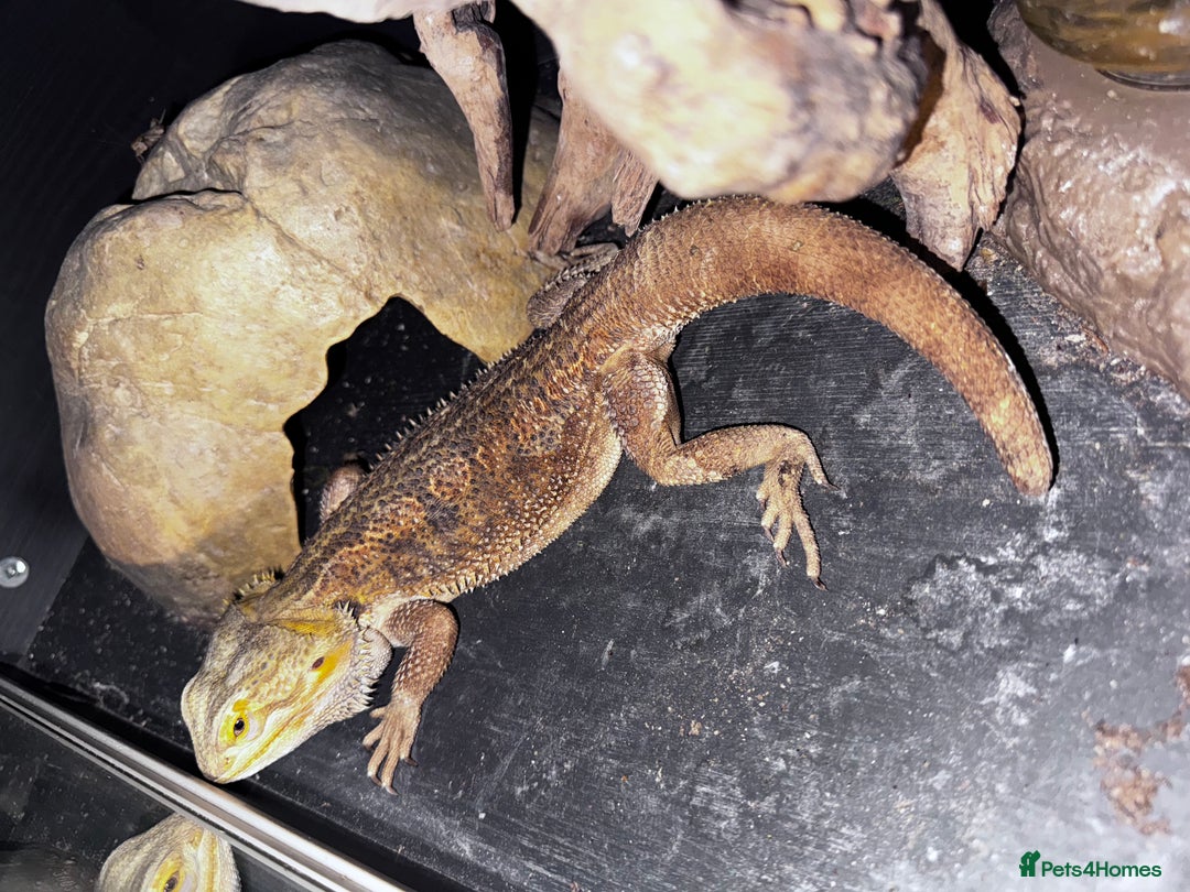 Gecko reptiles for sale: Lizards for sale - lots to choose from  in Nottingham - Image 22