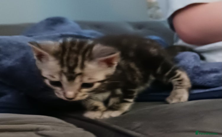 Bengal cats - Advert 6