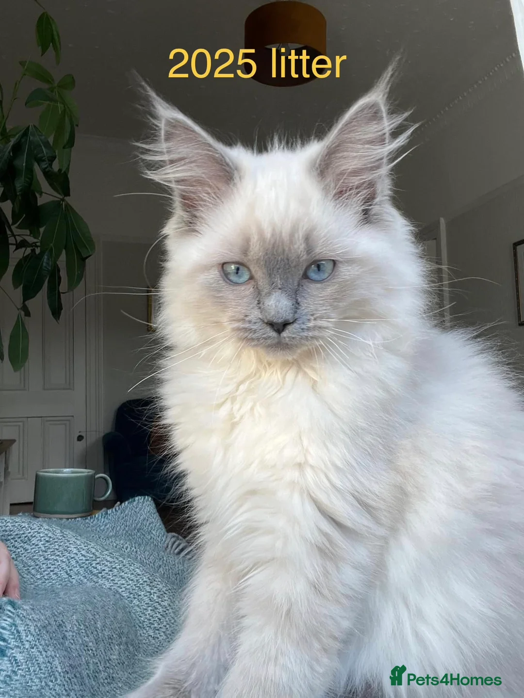 Ragcoon cats for sale: Ragdoll Maine Coon Kittens  - Advert 18