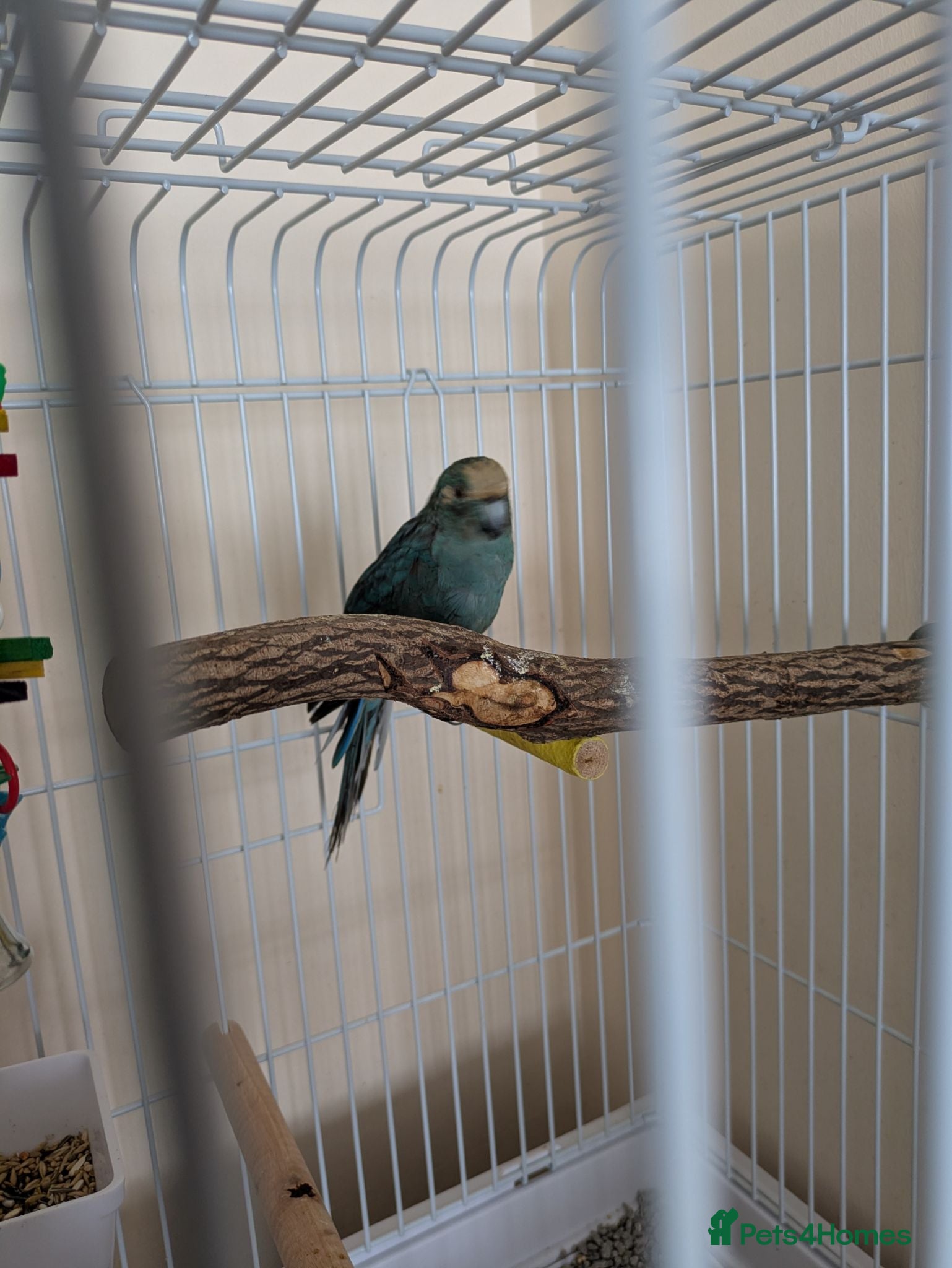 Parrots birds Blue male kakariki, cage available at cost. - Advert 1