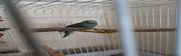 Parrots birds for sale: Blue male kakariki, cage available at cost. - Advert 1