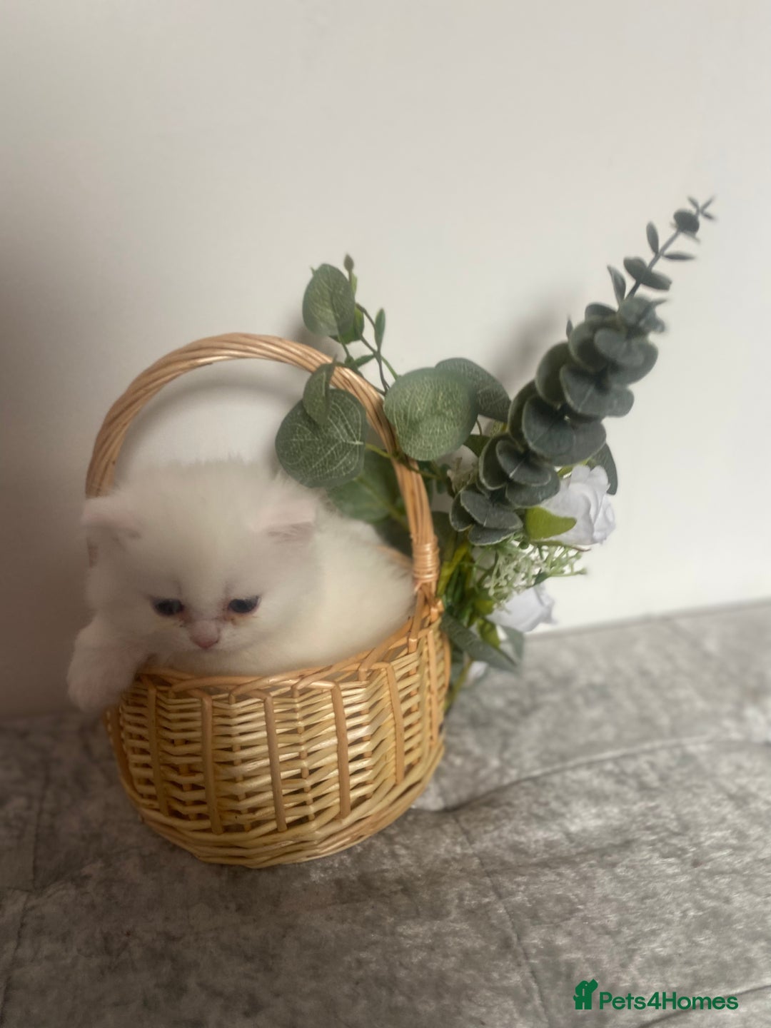 Persian cats for sale: white and orange cream Persians - Image 6