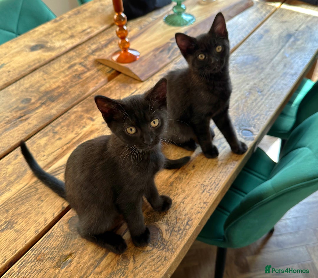 British Shorthair cats for sale: BSH x Sphynx - Image 1
