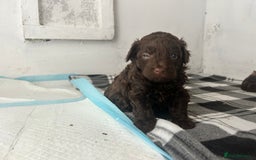 Mixed Breed dogs for sale: Shihpoo puppies - Image 4