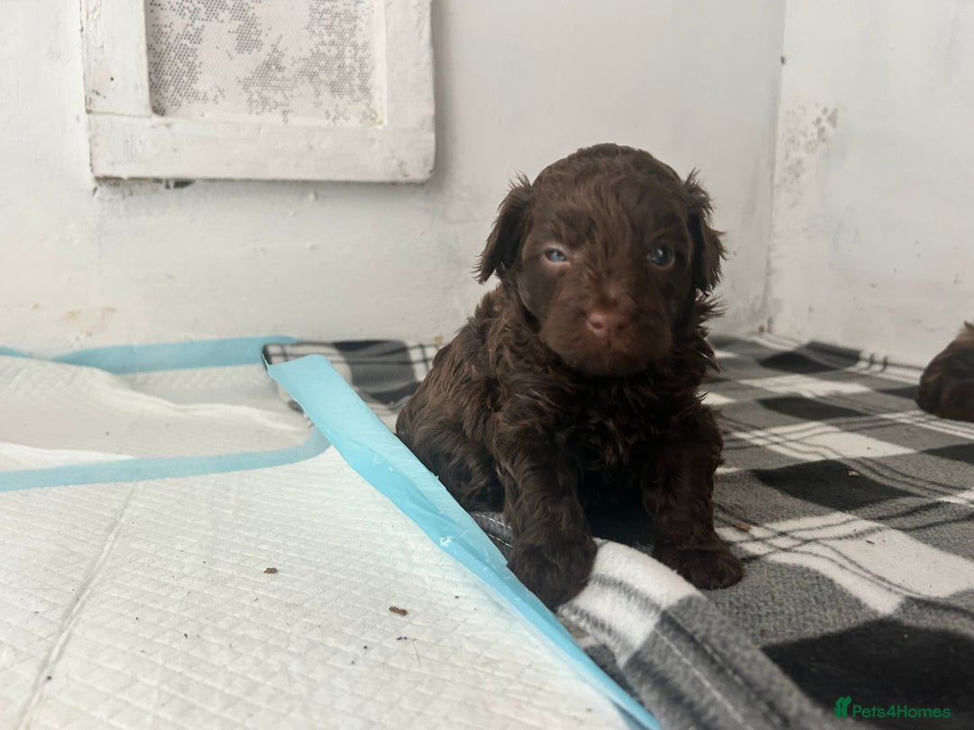 Mixed Breed dogs for sale: Shihpoo puppies - Image 4