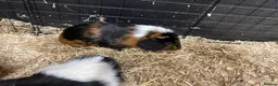 Guinea Pig rodents for sale: Free to good home pair of acquainted males in Droitwich - Advert 4