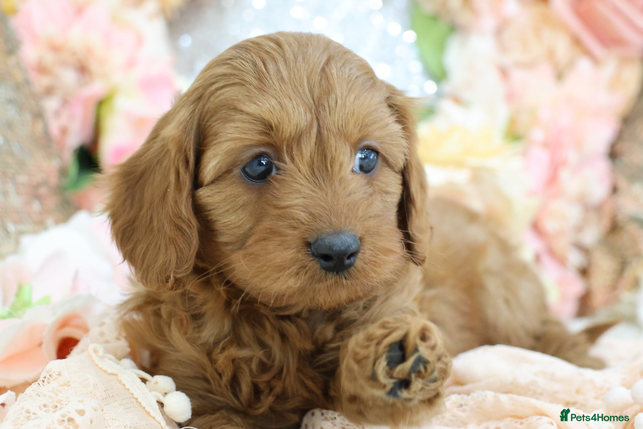 Cavapoo dogs *HEALTH TESTED* Cavapoo Puppies - Advert 1