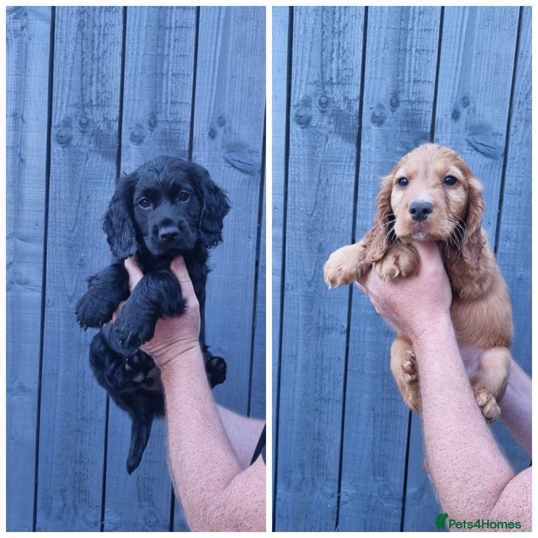 Cocker Spaniel dogs KC REGISTERED, DNA HEALTH TESTED - Advert 1