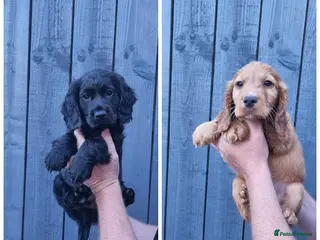 Cocker Spaniel dogs KC REGISTERED, DNA HEALTH TESTED - Advert 1