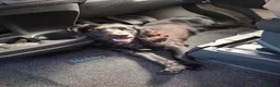 Cocker Spaniel dogs for sale: Working Cocker Spaniel - 1 year old  - Advert 2