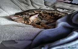 Bengal cats for sale: Stunning Female Bengal For Rehoming - Image 6