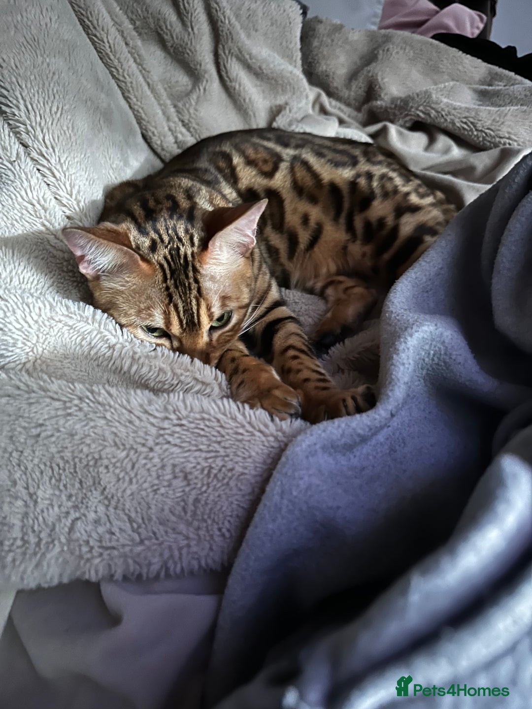 Bengal cats for sale: Stunning Female Bengal For Rehoming - Image 6