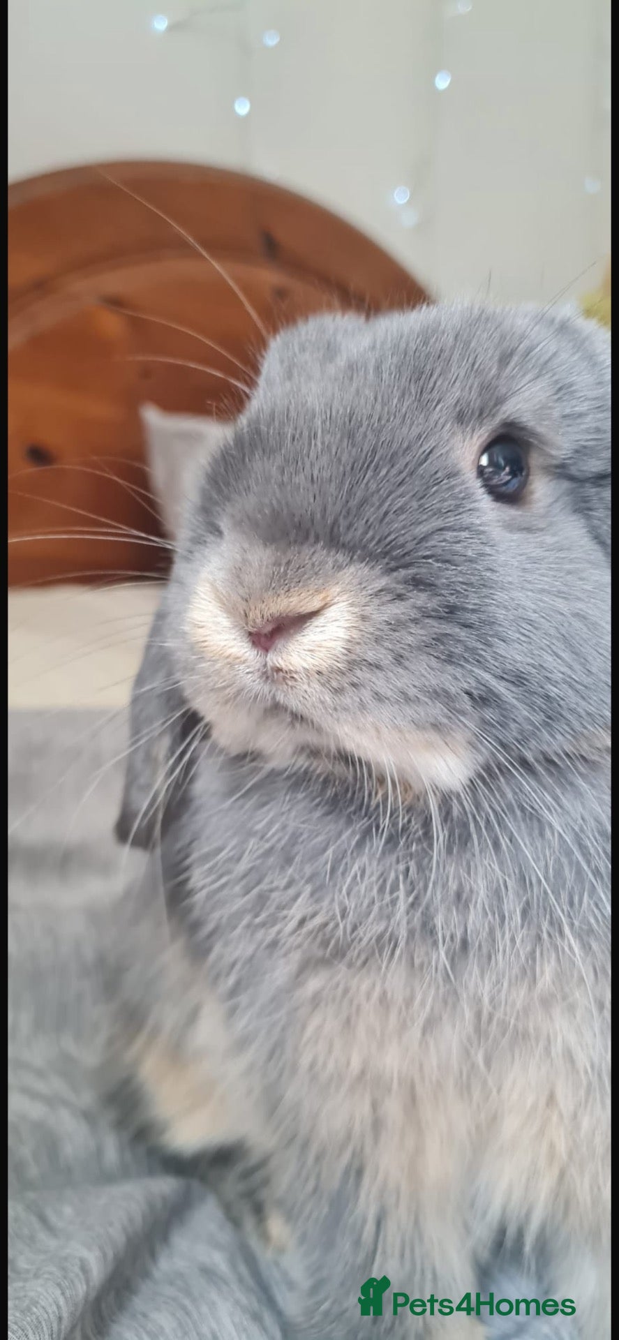 Mini Lop rabbits Blue otter mini lop  - Advert 1