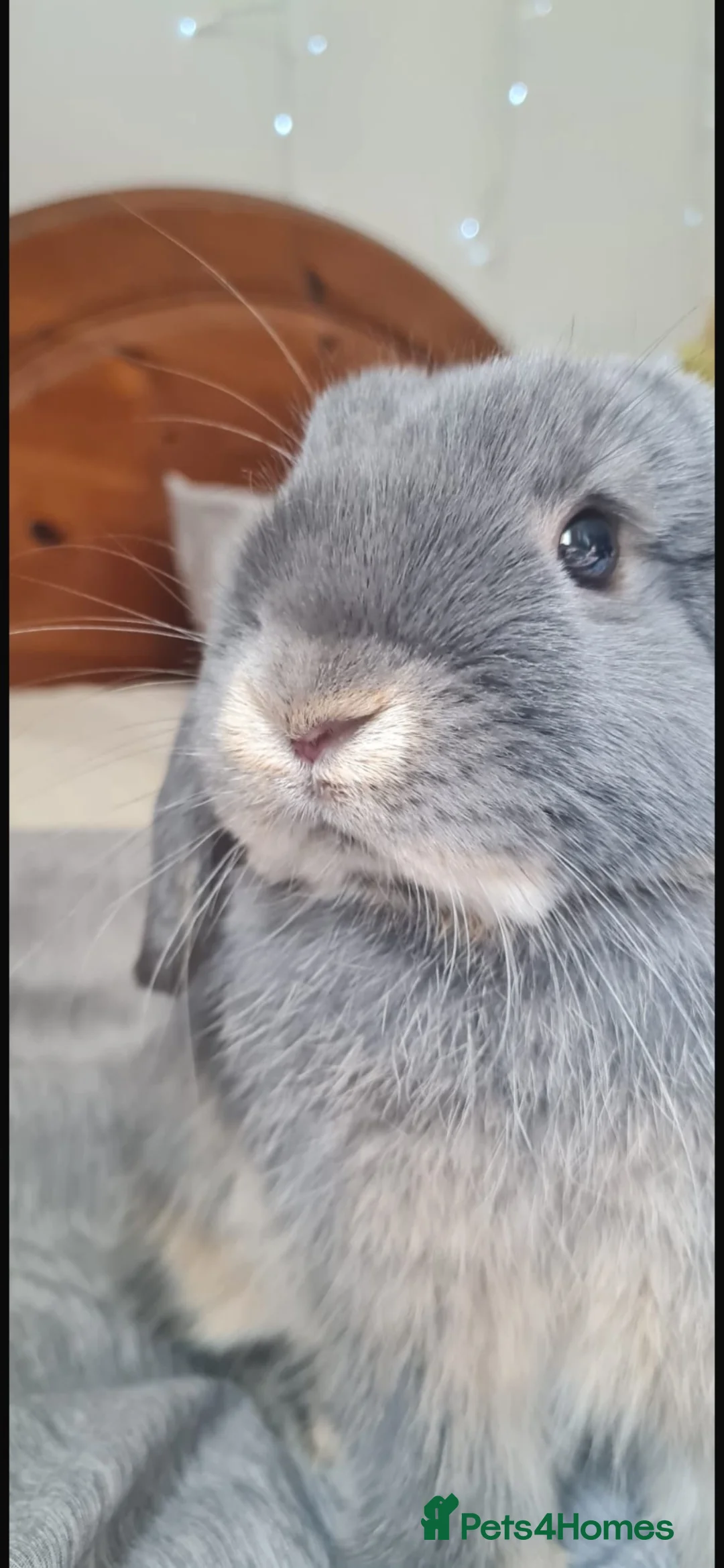 Mini Lop rabbits for sale: Blue otter mini lop  in Poole - Advert 1